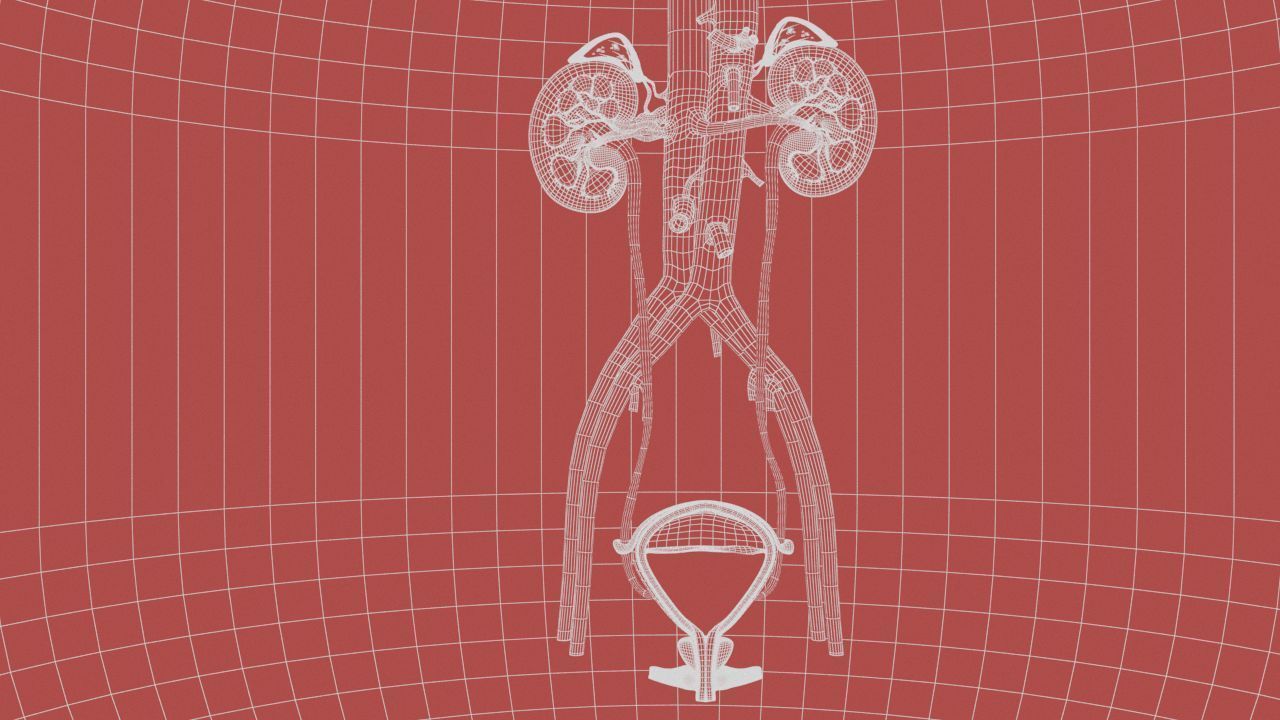Urinary Kidney System 3D model_24
