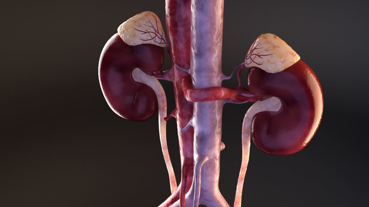 Urinary Kidney System 3D model_5