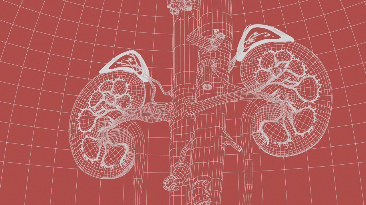 Urinary Kidney System 3D model_27
