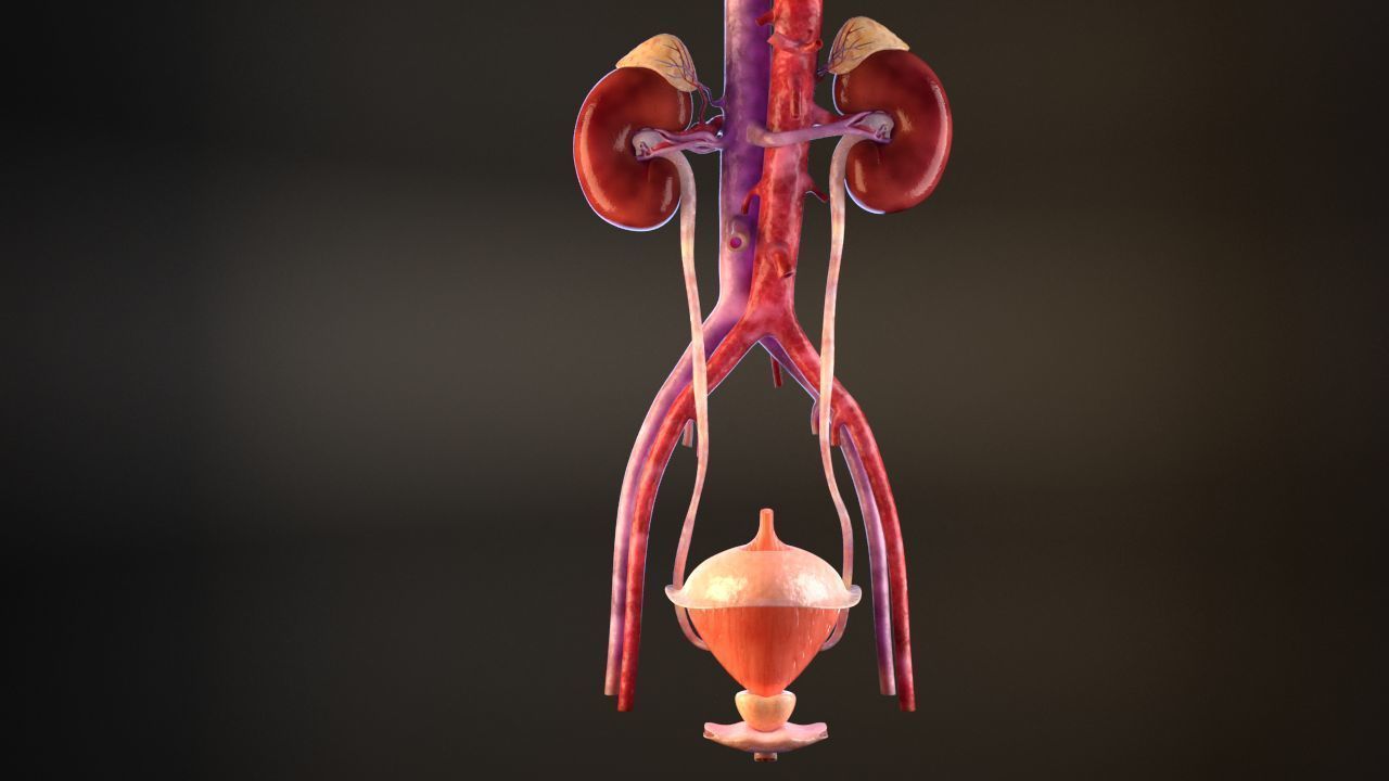 Urinary Kidney System 3D model_3