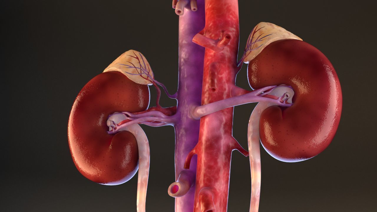 Urinary Kidney System 3D model_6