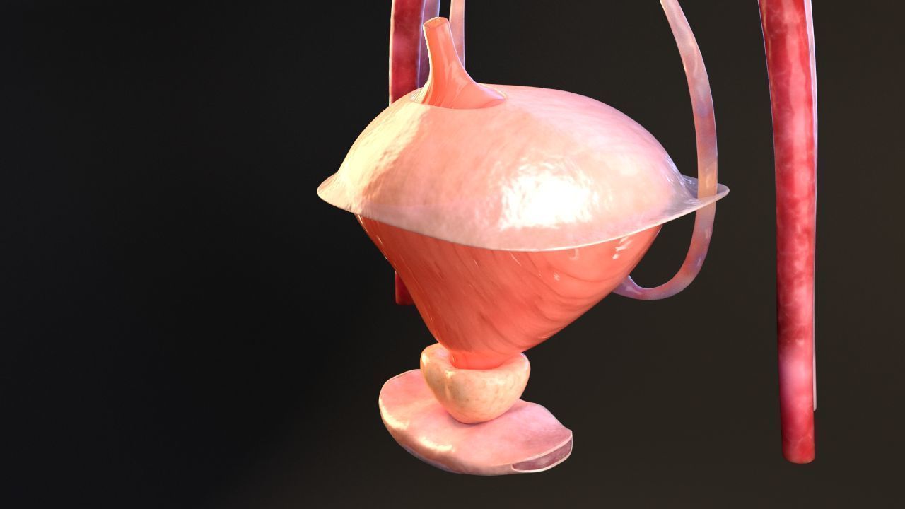 Urinary Kidney System 3D model_9