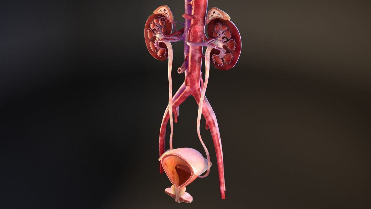 Urinary Kidney System 3D model_12
