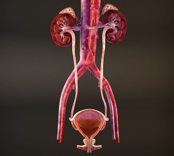 Urinary Kidney System 3D model