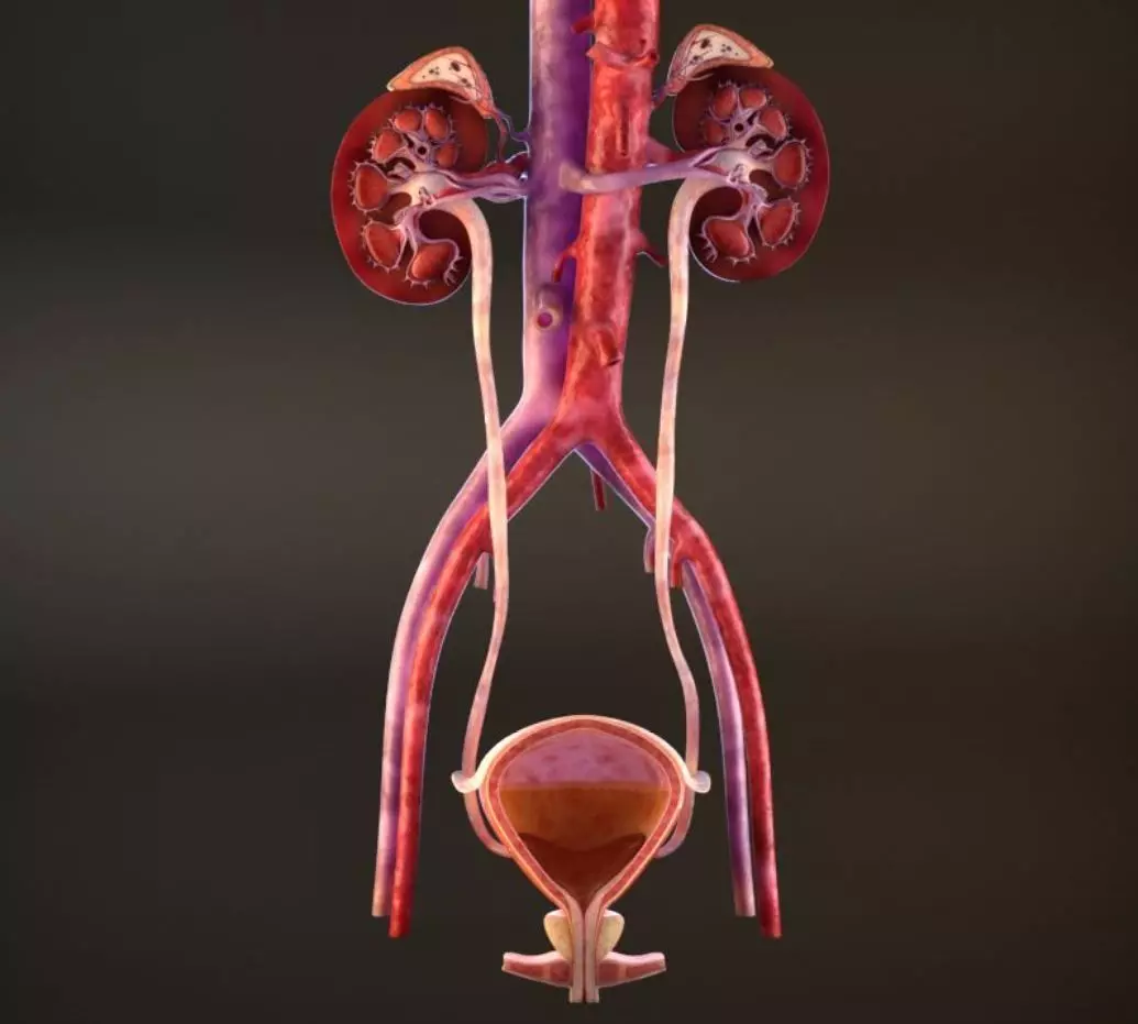 Urinary Kidney System 3D model_0