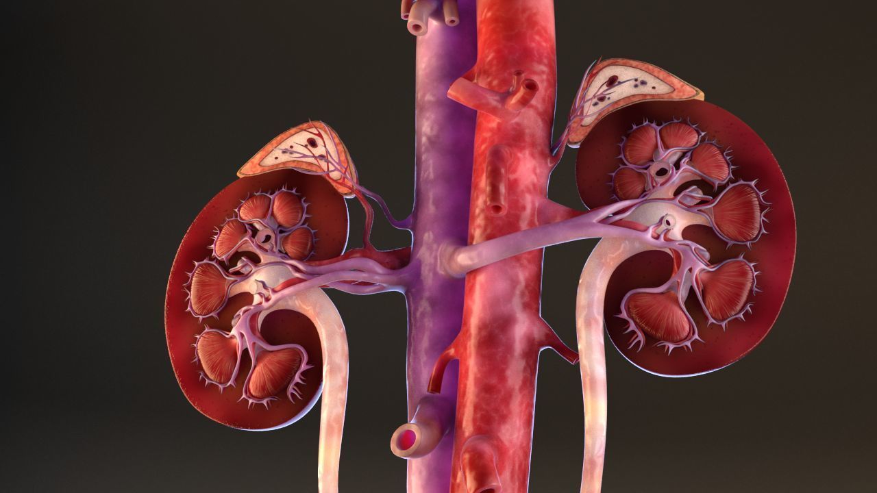 Urinary Kidney System 3D model_14