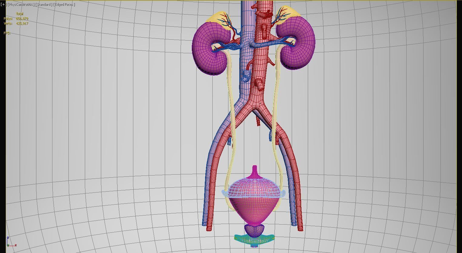 Urinary Kidney System 3D model_1