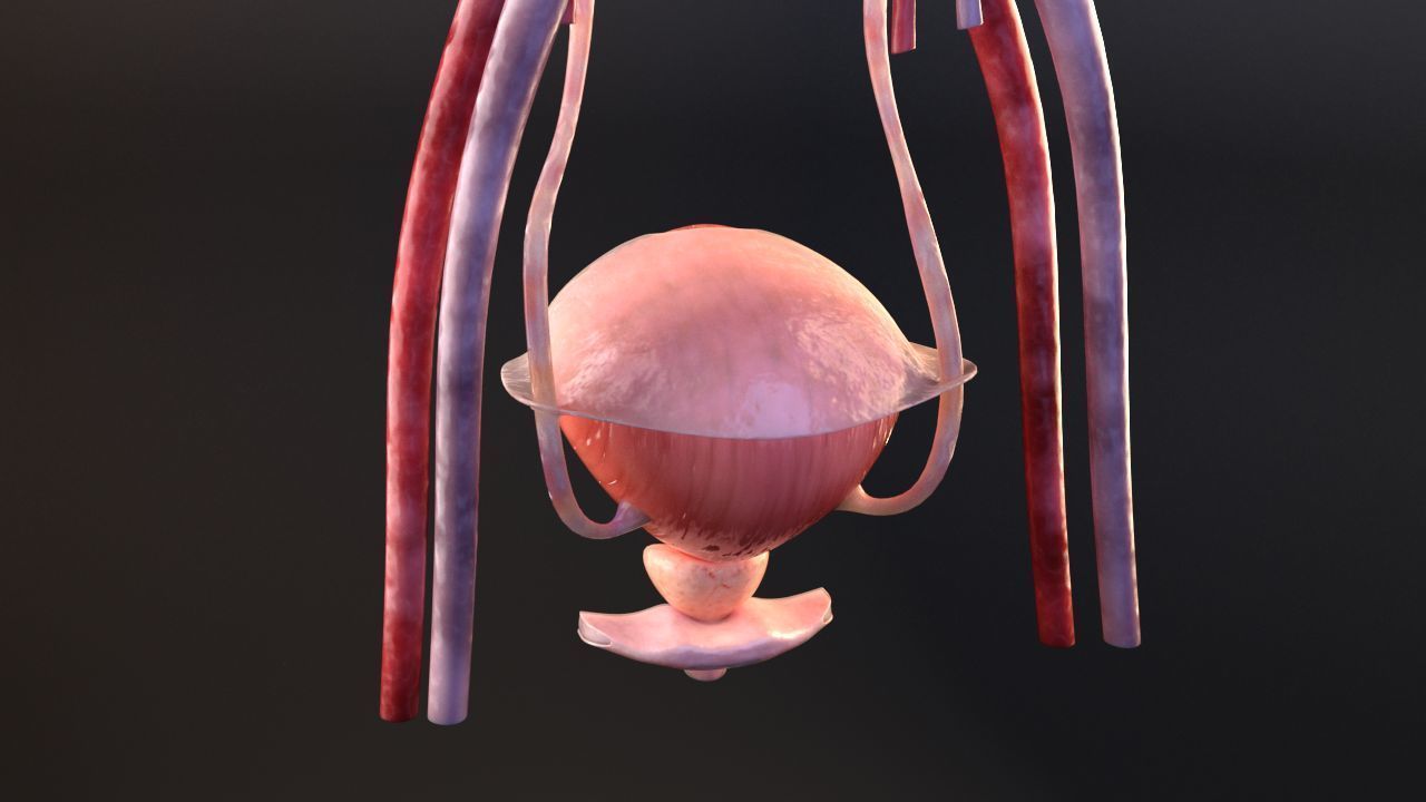 Urinary Kidney System 3D model_16