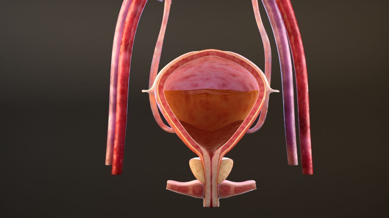 Urinary Kidney System 3D model_15