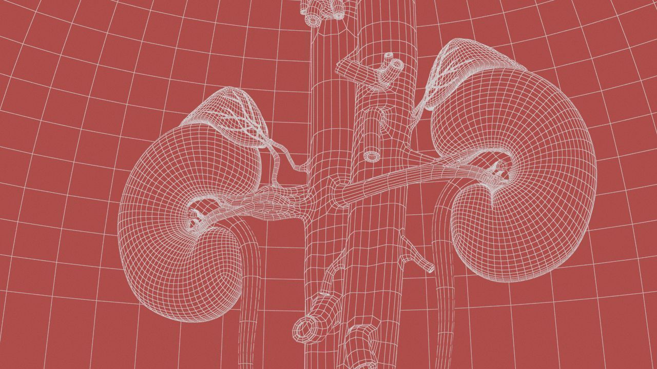 Urinary Kidney System 3D model_22