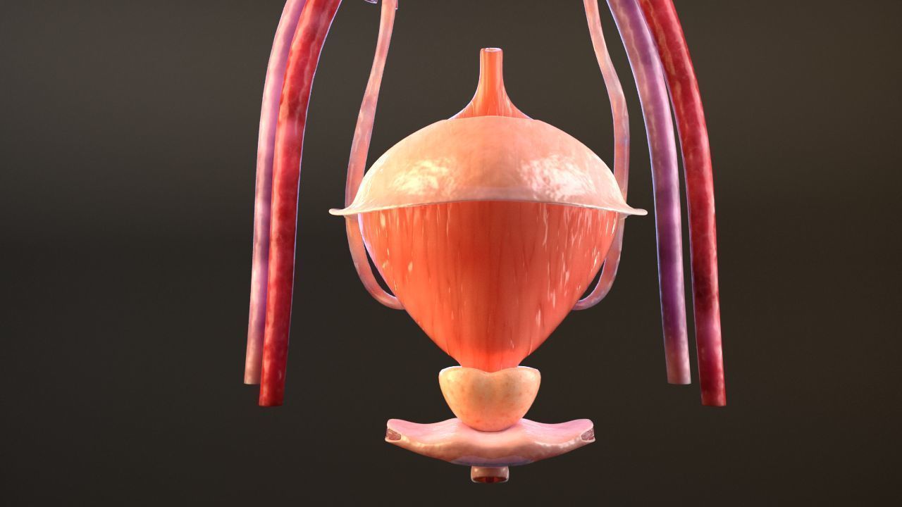 Urinary Kidney System 3D model_7