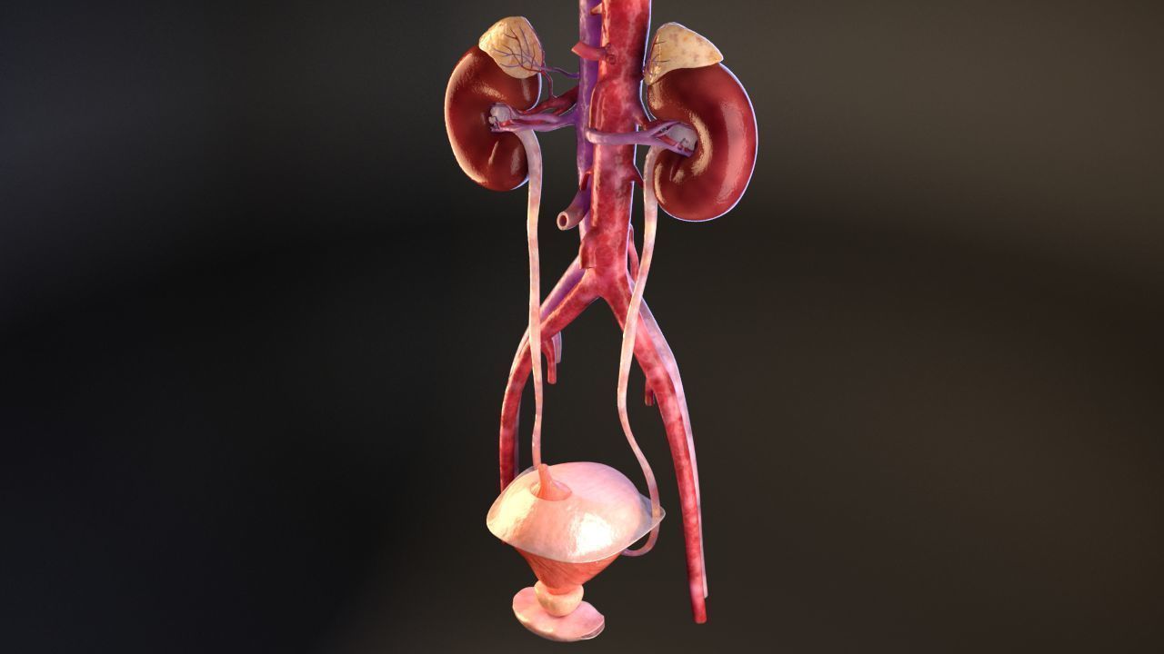 Urinary Kidney System 3D model_4