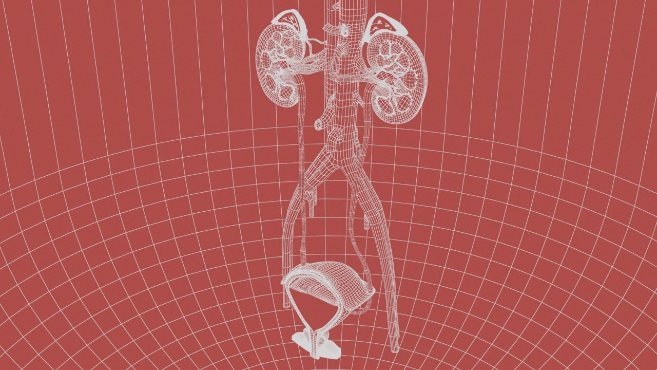 Urinary Kidney System 3D model_25