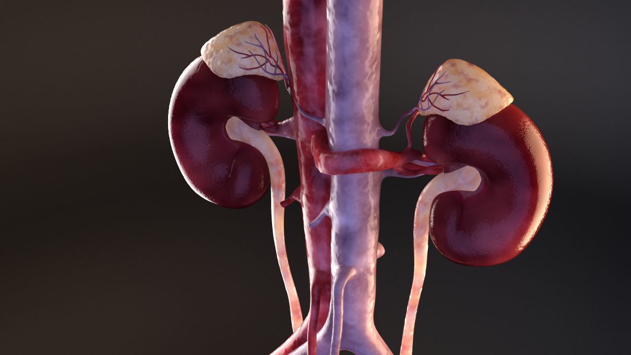 Urinary Kidney System 3D model_13