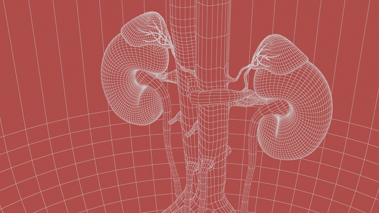 Urinary Kidney System 3D model_21
