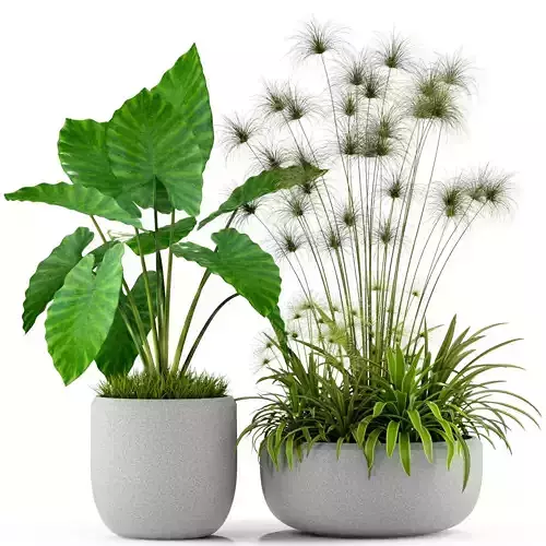 Plants collection 239