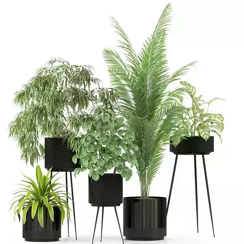 Plants collection 240