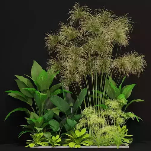 Plants collection 241 3D model