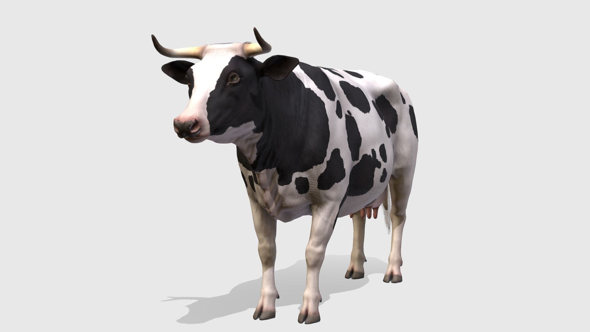 COW realistic Low-poly 3D model_2