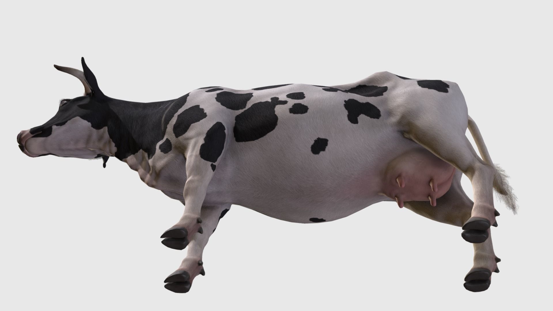 COW realistic Low-poly 3D model_6