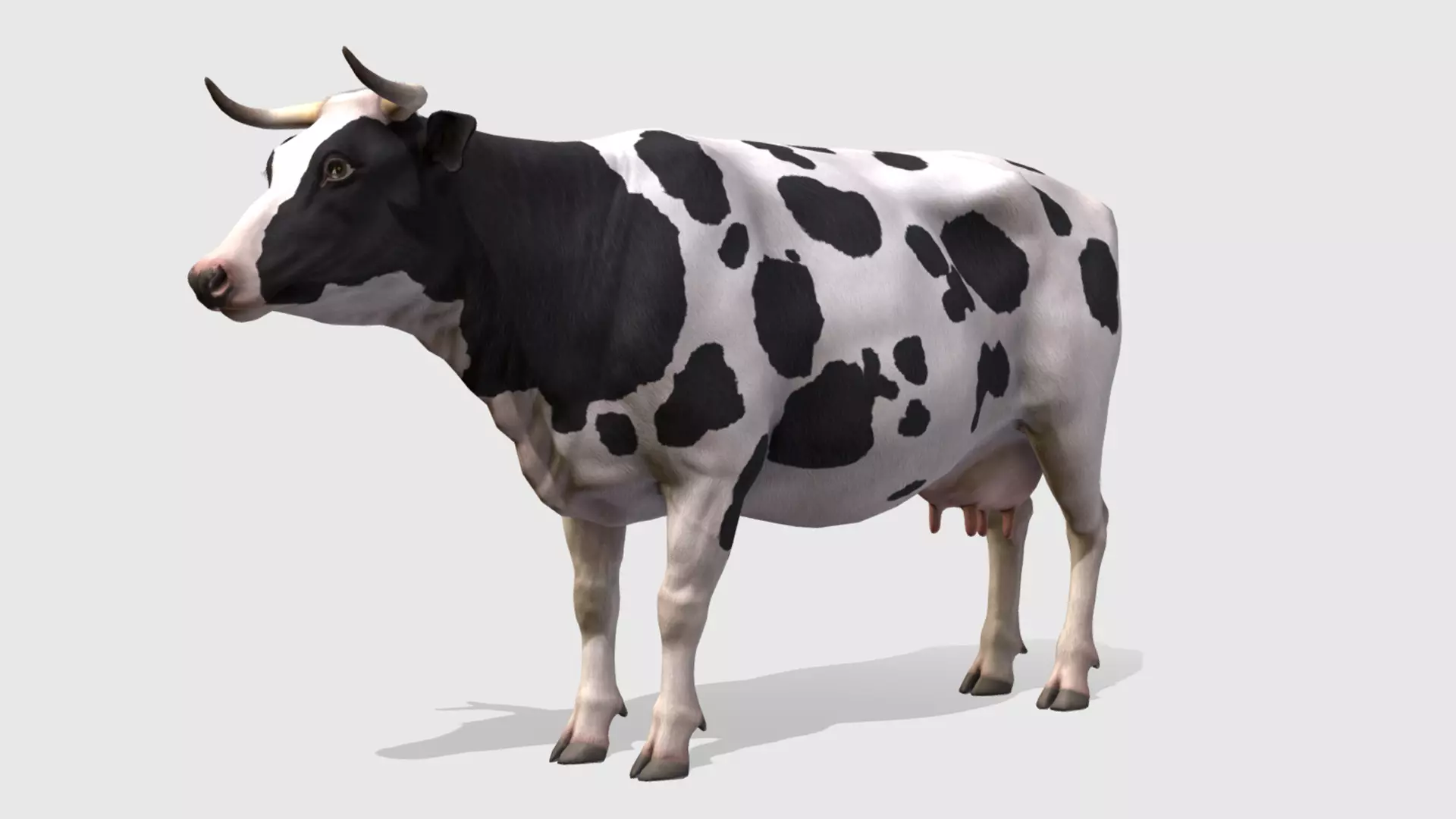 COW realistic Low-poly 3D model_0