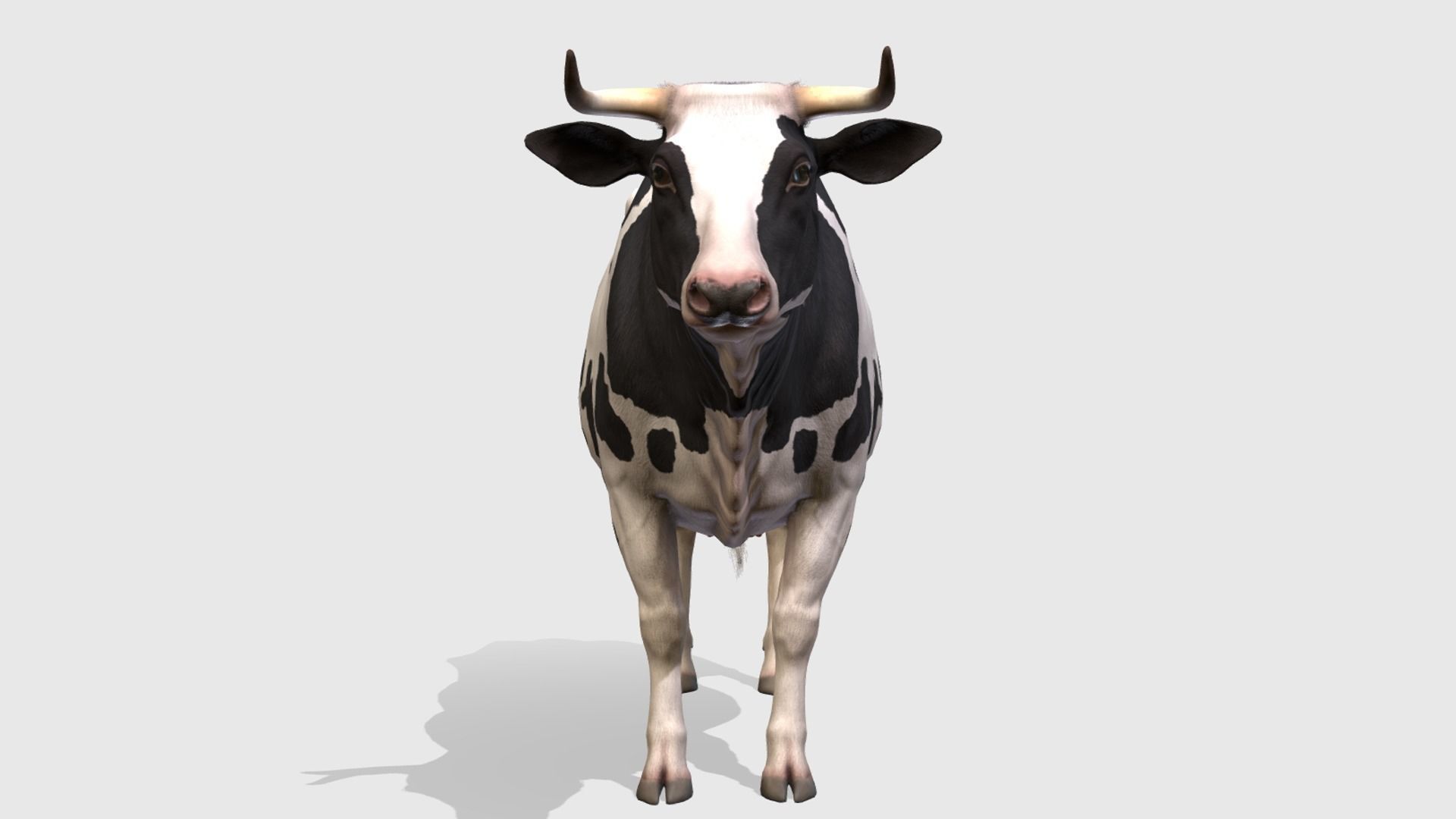 COW realistic Low-poly 3D model_3