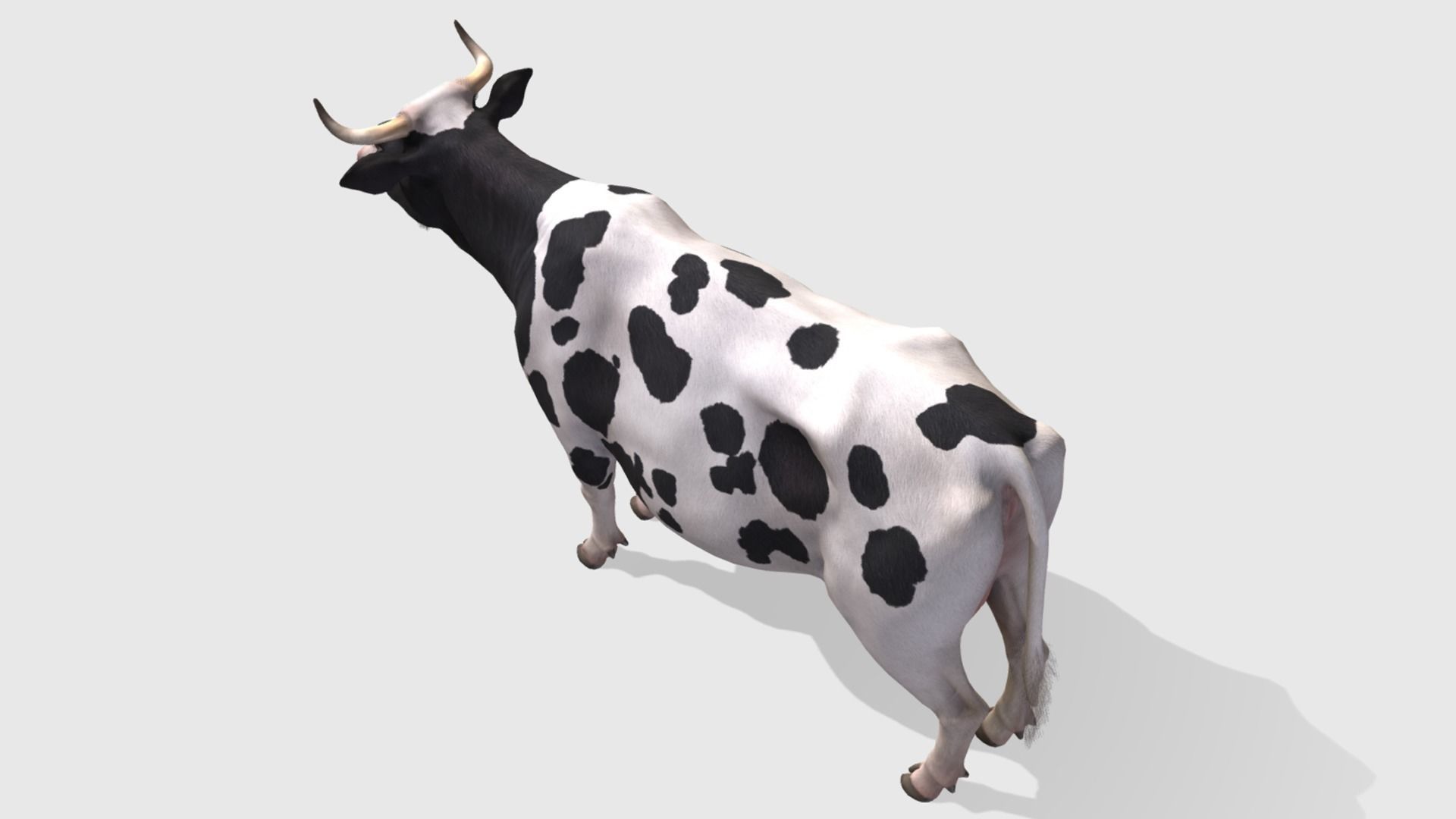 COW realistic Low-poly 3D model_5