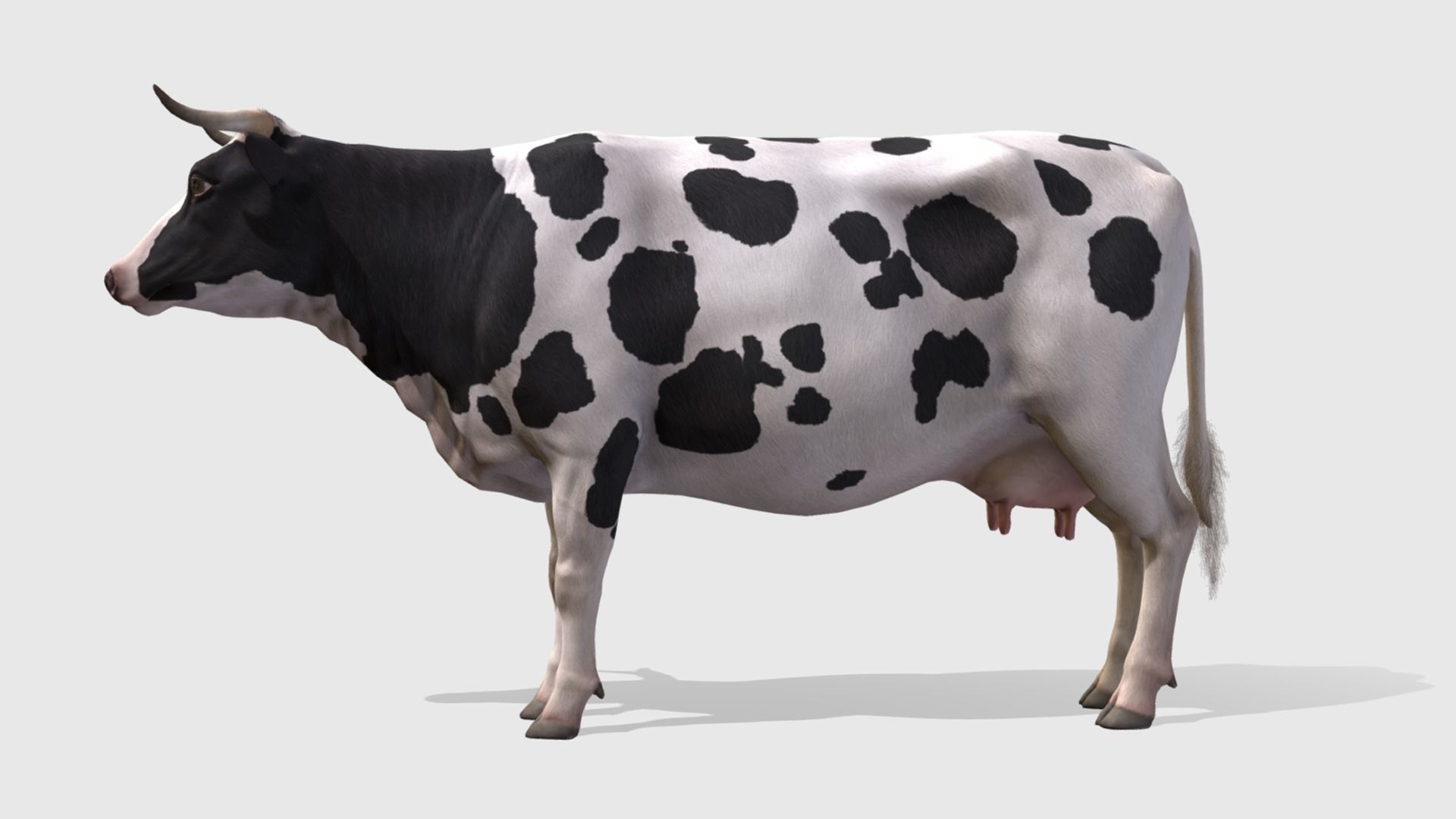 COW realistic Low-poly 3D model_4