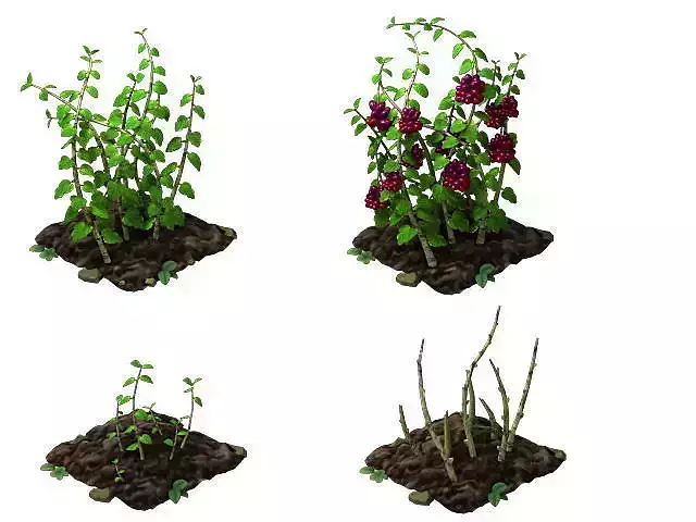 mulberry four different plants in garden