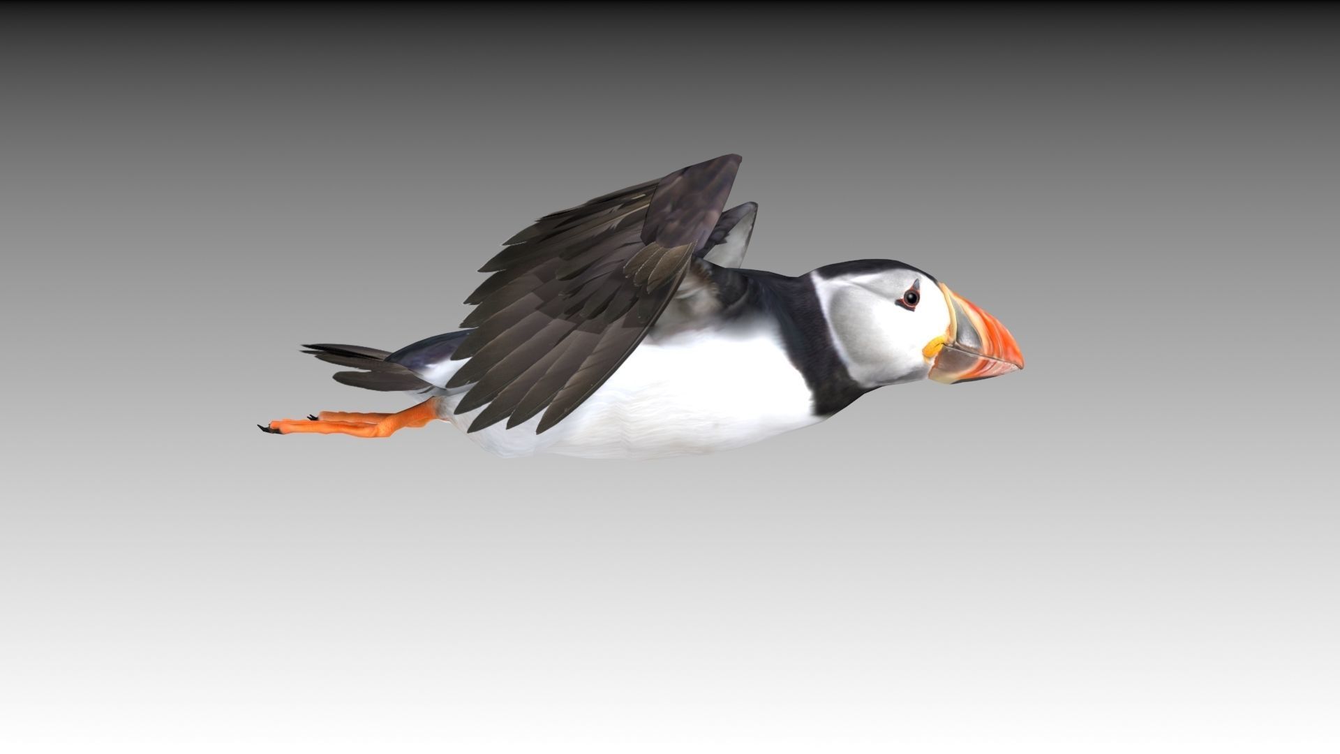 Puffin bird Low-poly 3D model_11