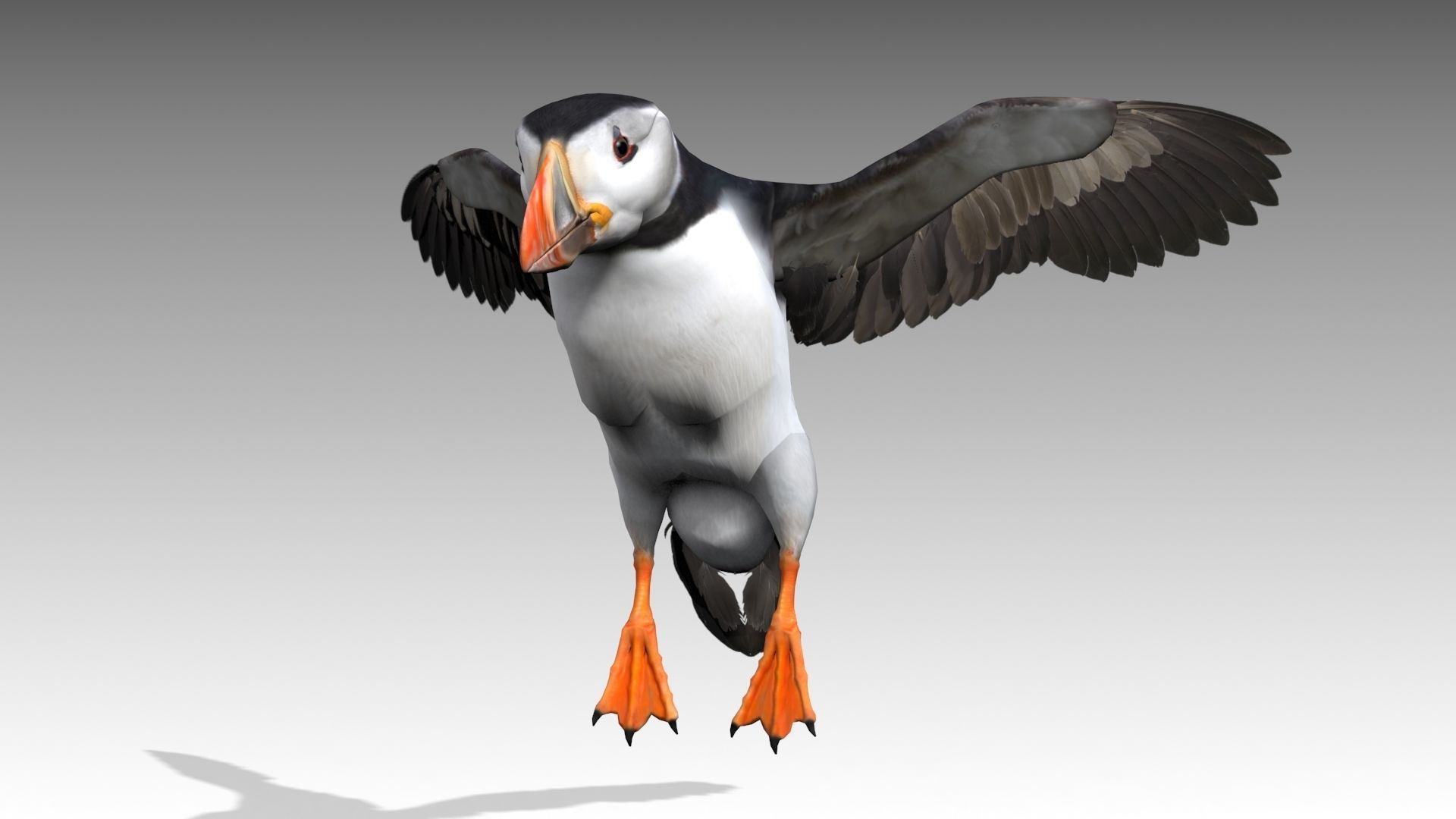 Puffin bird Low-poly 3D model_5