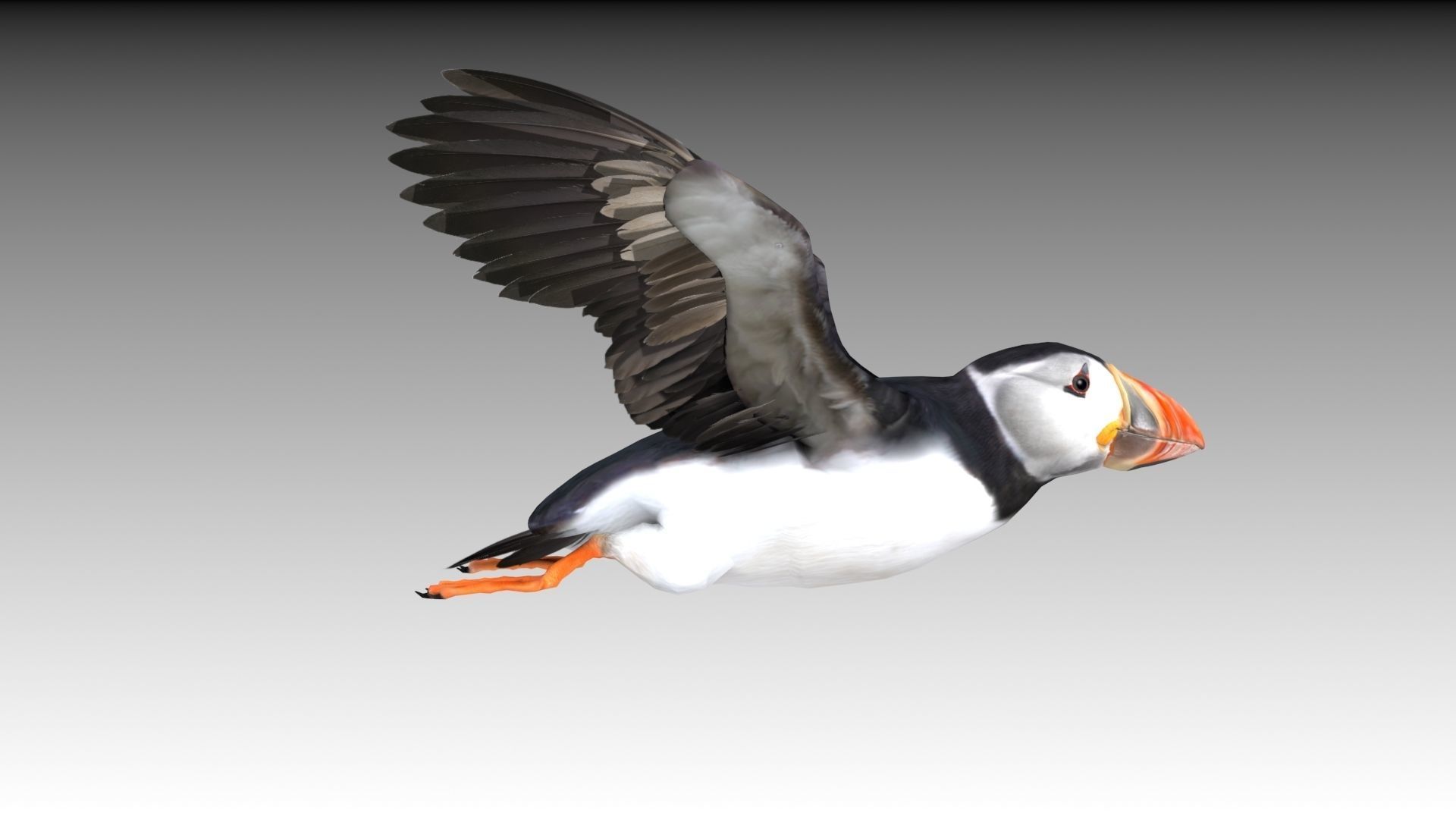 Puffin bird Low-poly 3D model_9