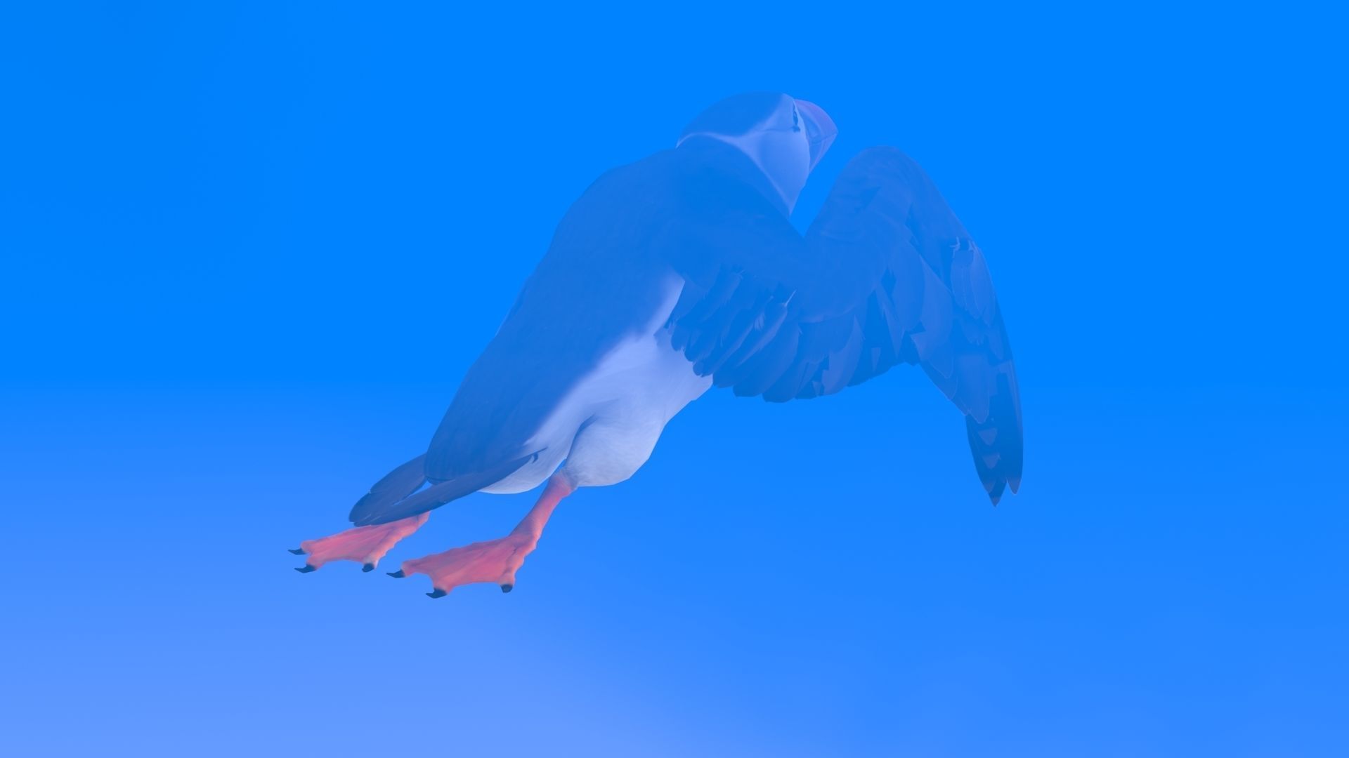 Puffin bird Low-poly 3D model_8