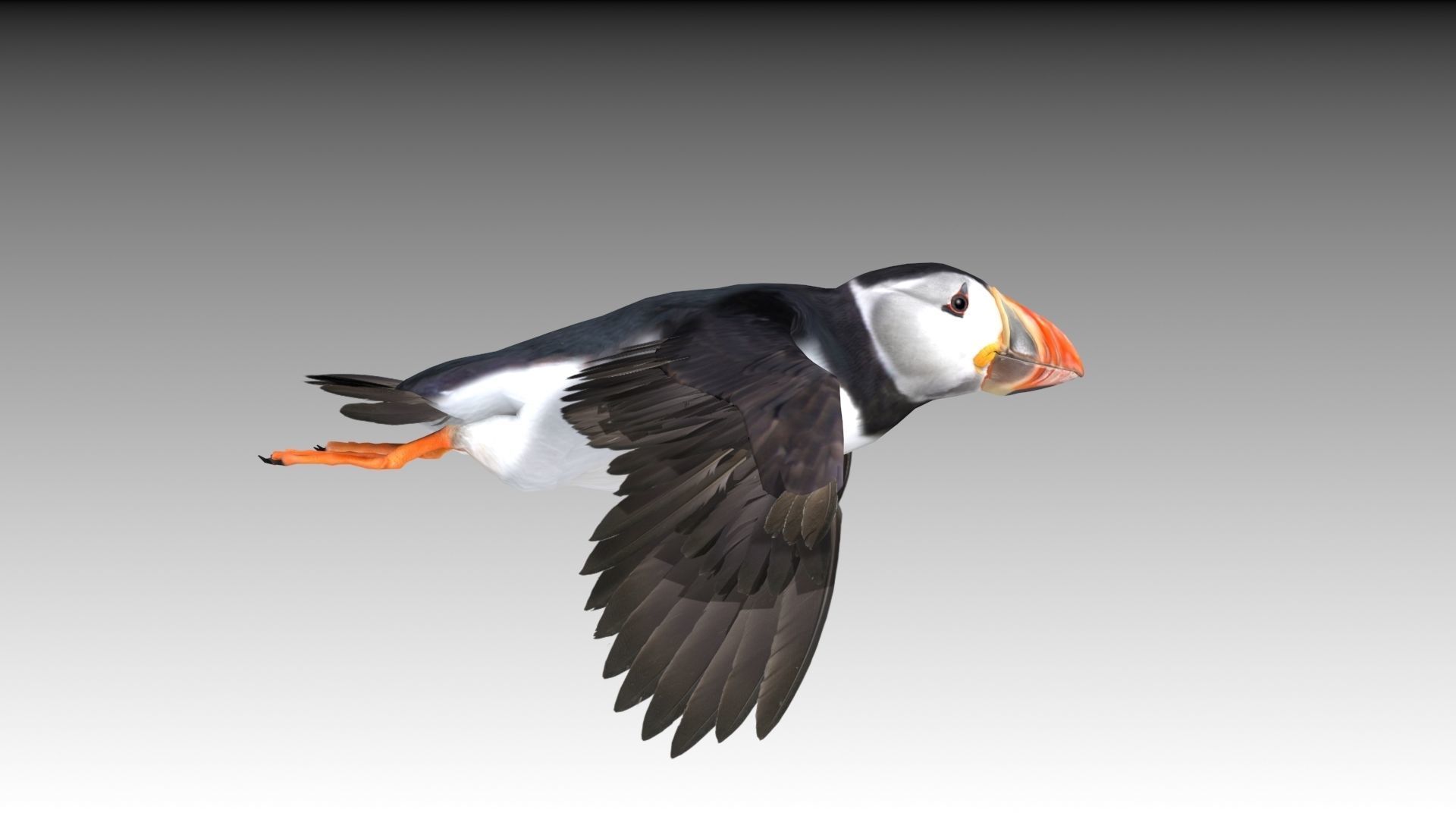 Puffin bird Low-poly 3D model_10