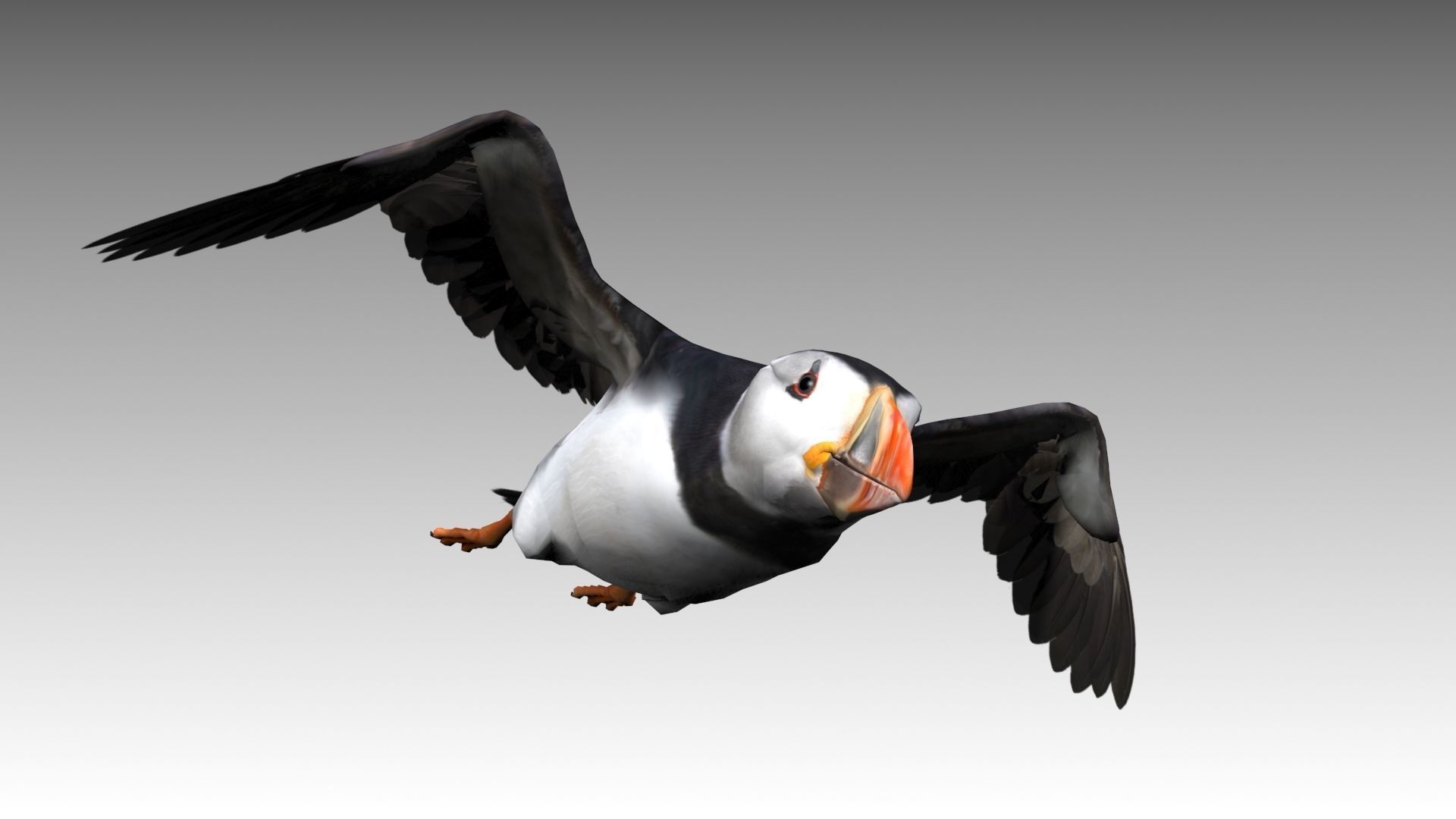 Puffin bird Low-poly 3D model_6