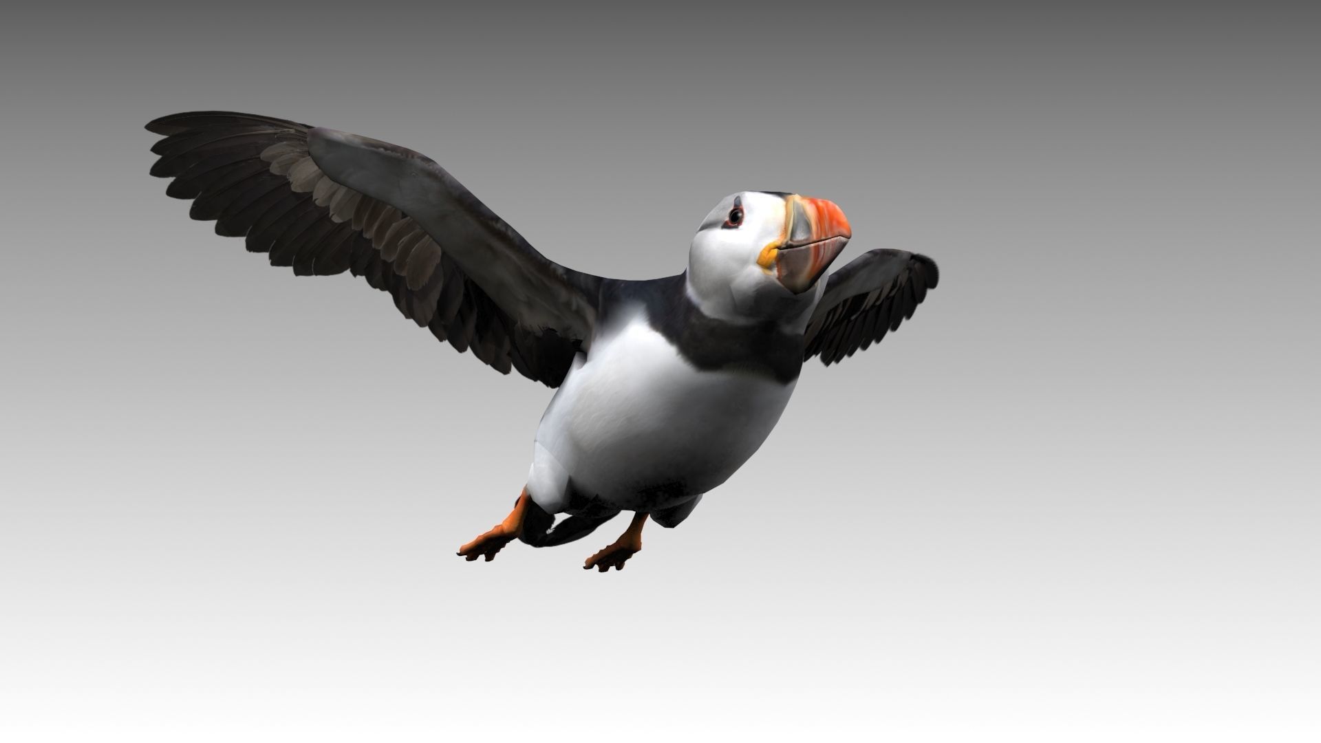 Puffin bird Low-poly 3D model_4