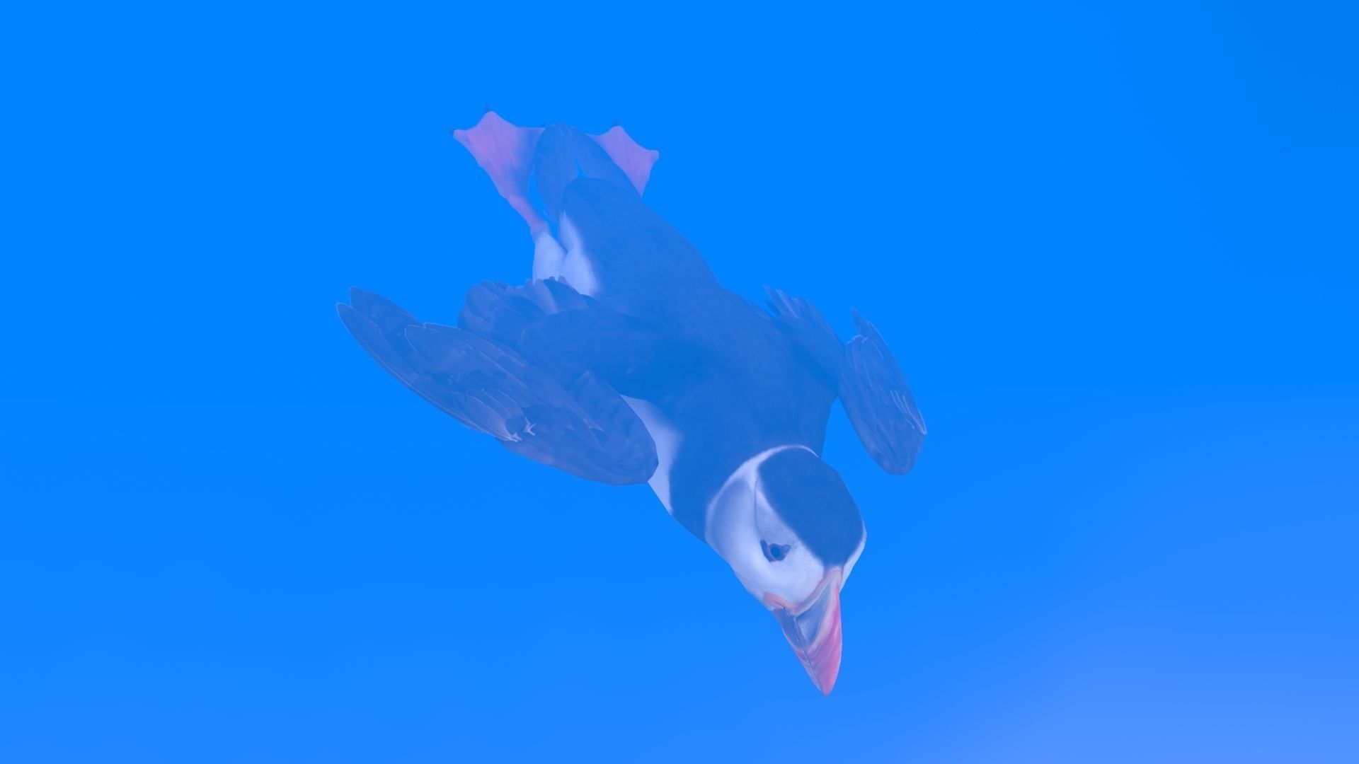 Puffin bird Low-poly 3D model_7