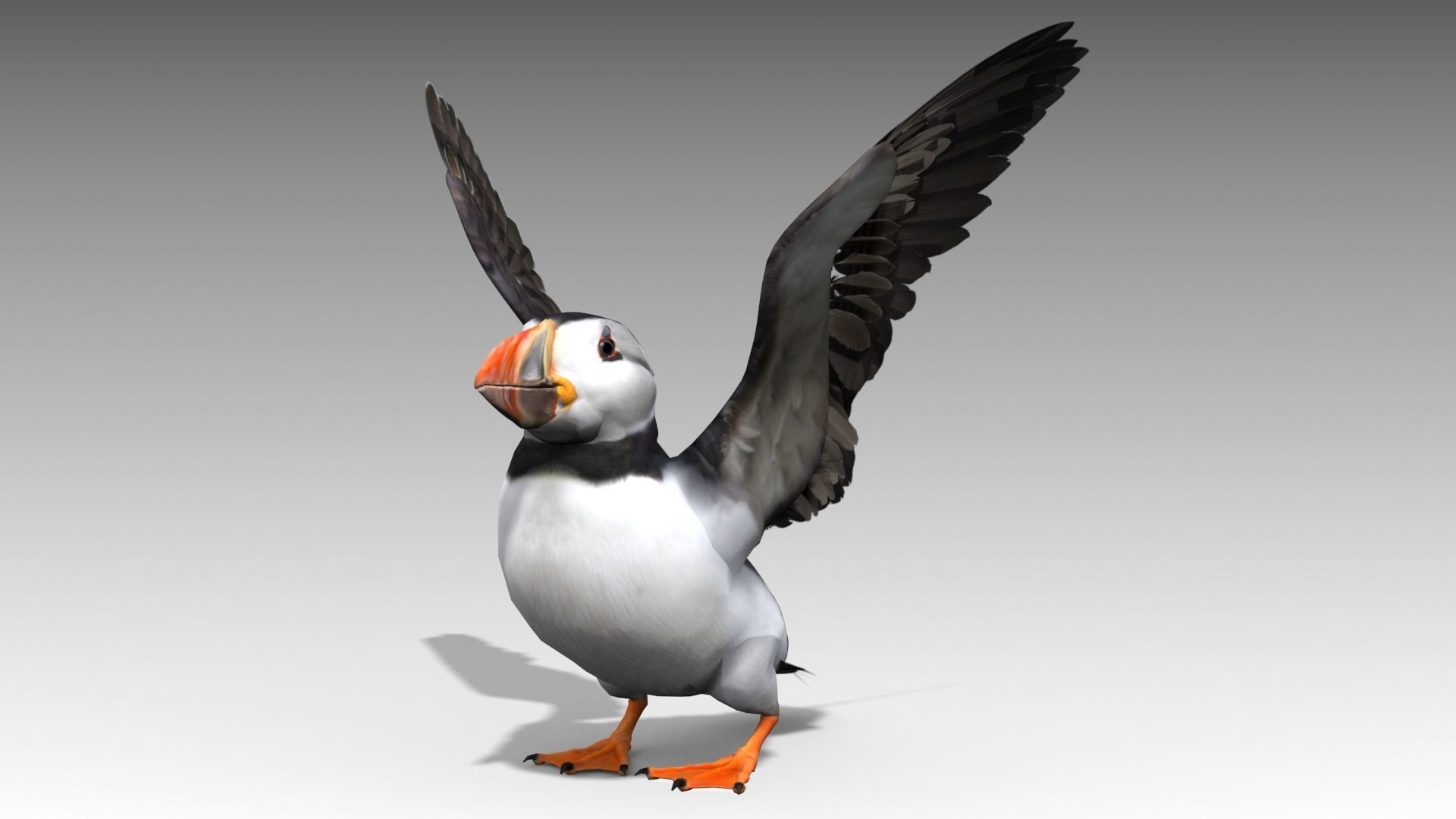 Puffin bird Low-poly 3D model_3