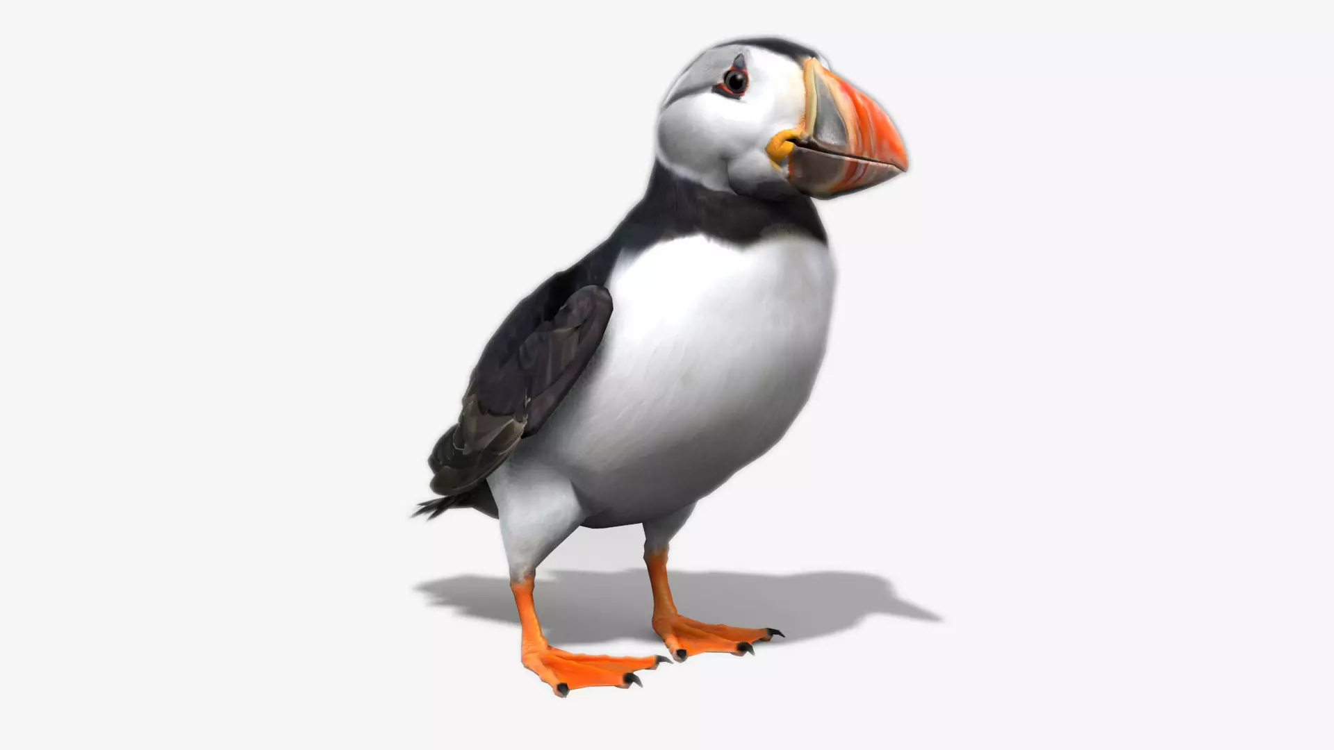 Puffin bird Low-poly 3D model_0