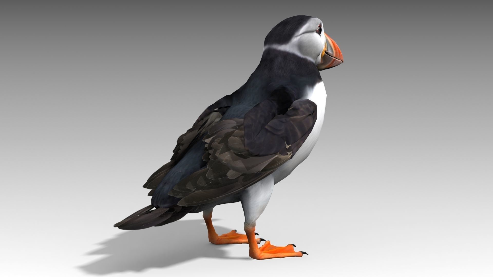 Puffin bird Low-poly 3D model_2