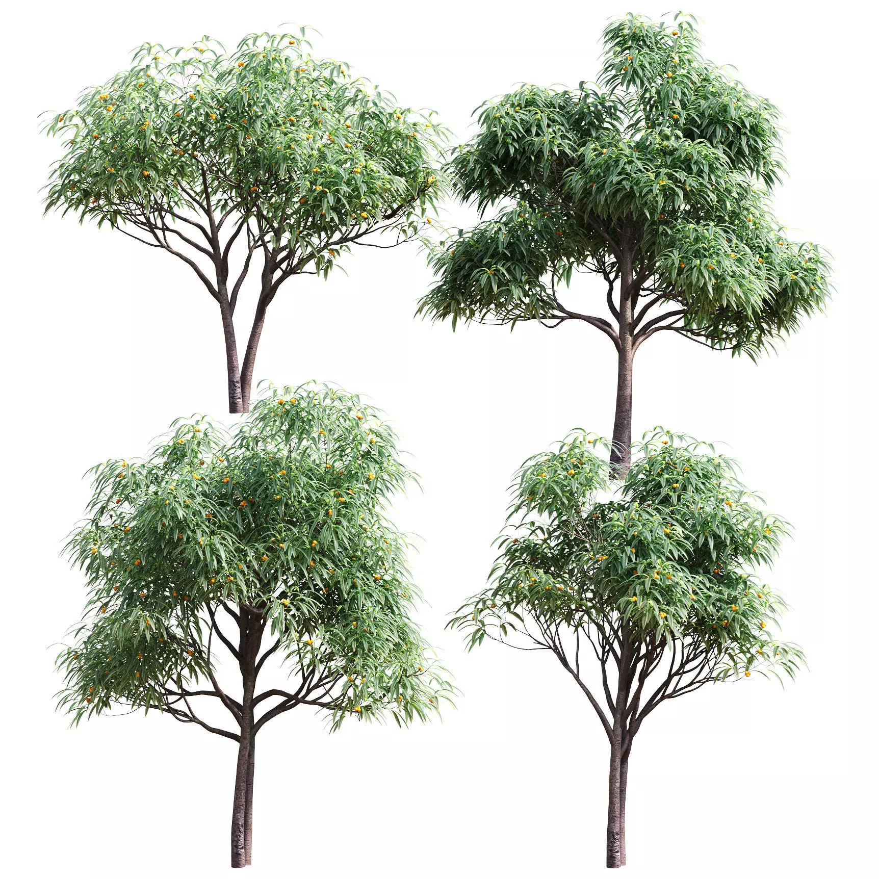 Set of deciduous trees with fruits - medlar - 4 models 3D model