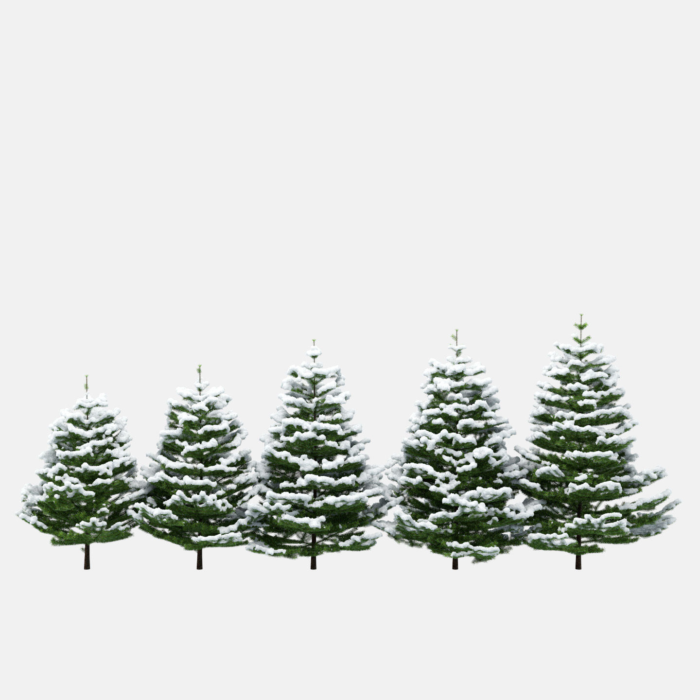 Fir under the snow 3D model_1