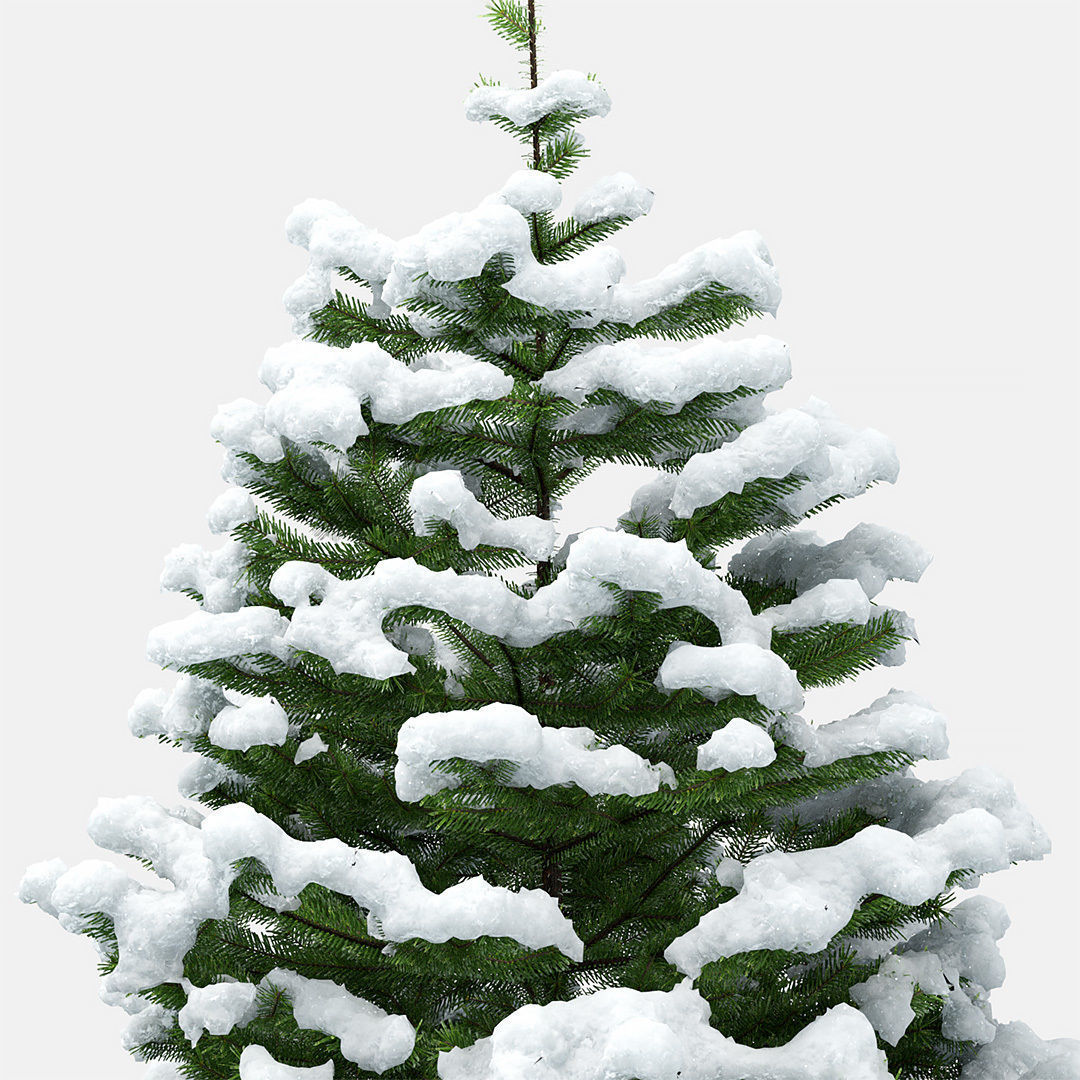 Fir under the snow 3D model_3