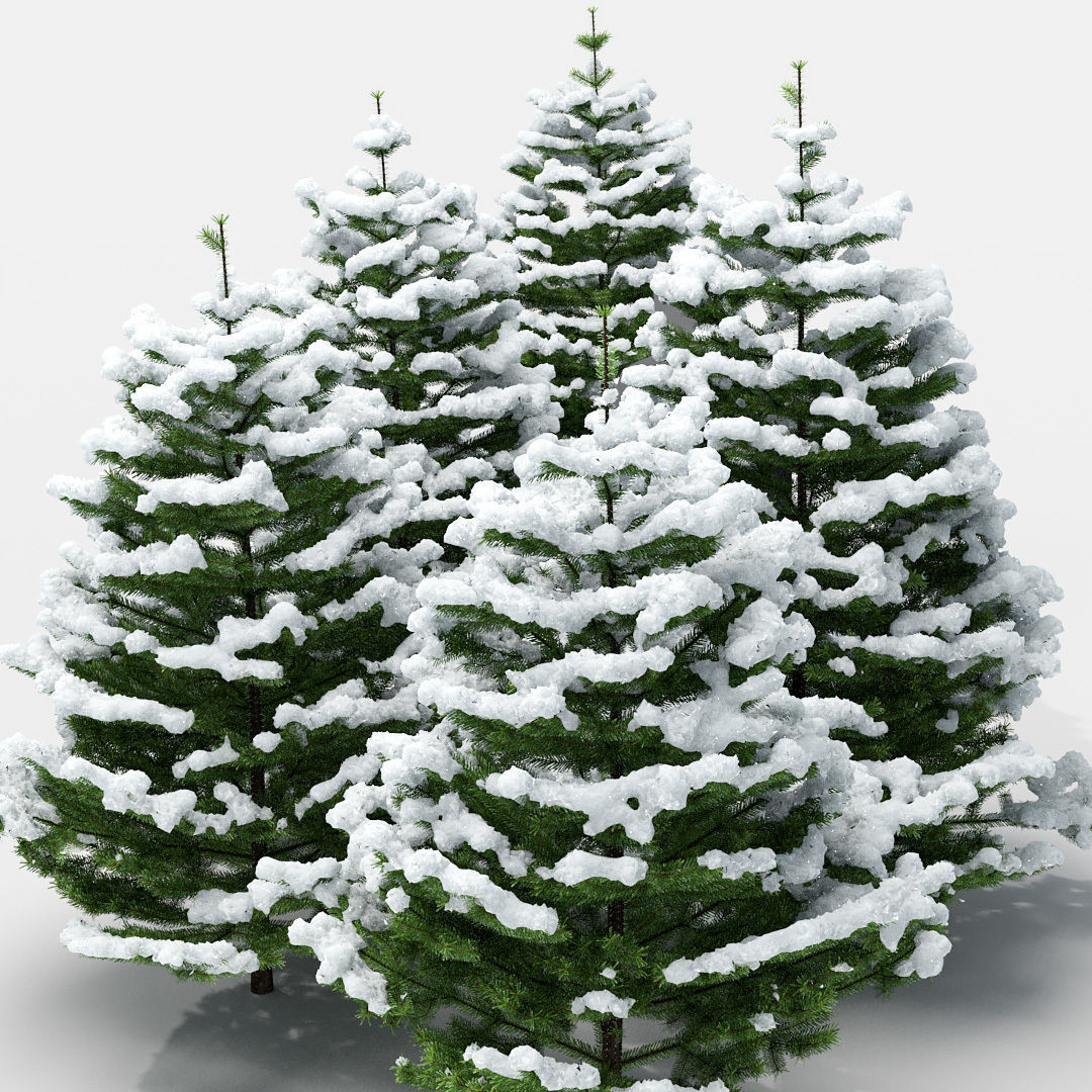 Fir under the snow 3D model_2