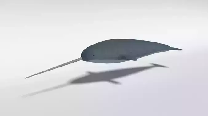 Low Poly Cartoon Narwhal Low-poly 3D model