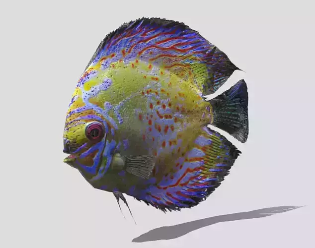 Rigged and Animated Sweetwater Discus Fish - 3D Model Low-poly 3D model
