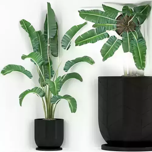 Plants collection 243