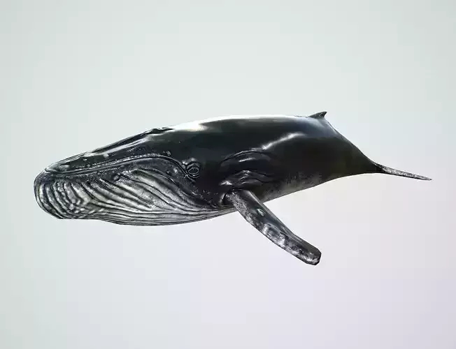 Humpback Whale Low-Poly PBR