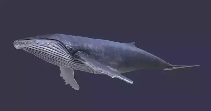 Humpback whale PBR  Low-poly 3D model
