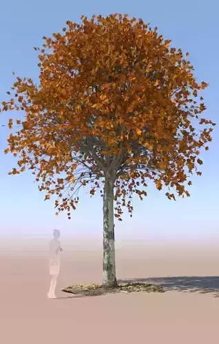Maple tree autumn acer mature A 3D model